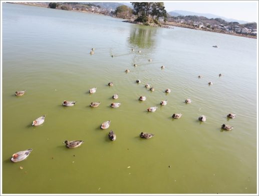 平池緑地公園のカモ